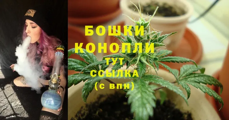 где купить наркотик  Коряжма  Бошки Шишки SATIVA & INDICA 